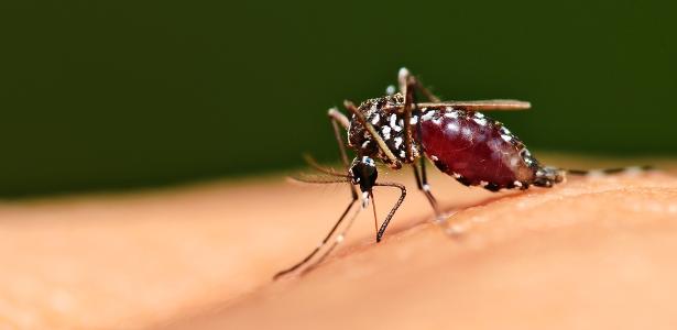  Dengue: Niterói reduz casos em 70% com bactéria em mosquitos – UOL Confere