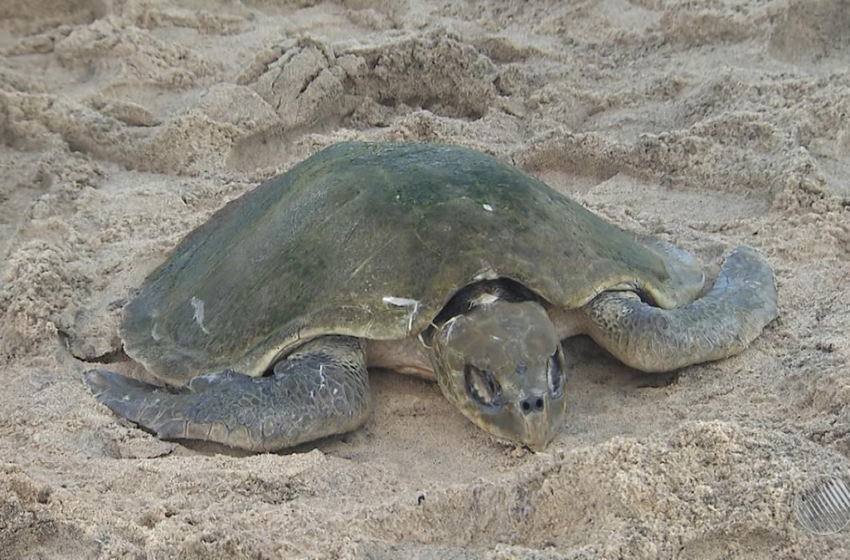  Tartaruga é encontrada morta na praia da Barra, em Salvador