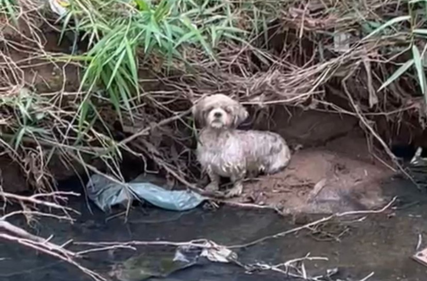  Cachorro é resgatado dentro de córrego em Várzea Paulista