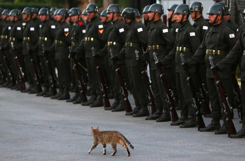  Gato 'passa tropa em revista' em Chipre