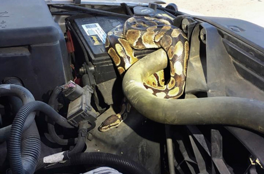  Cobra é retirada de motor de carro nos EUA, e dono do animal é multado