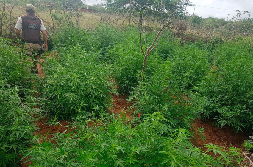  Polícia encontra 3 mil pés de maconha no norte da Bahia