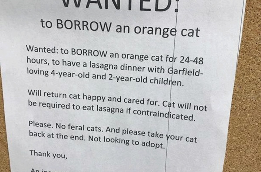  Mãe pede gato alaranjado emprestado para fazer papel de Garfield em jantar de lasanha