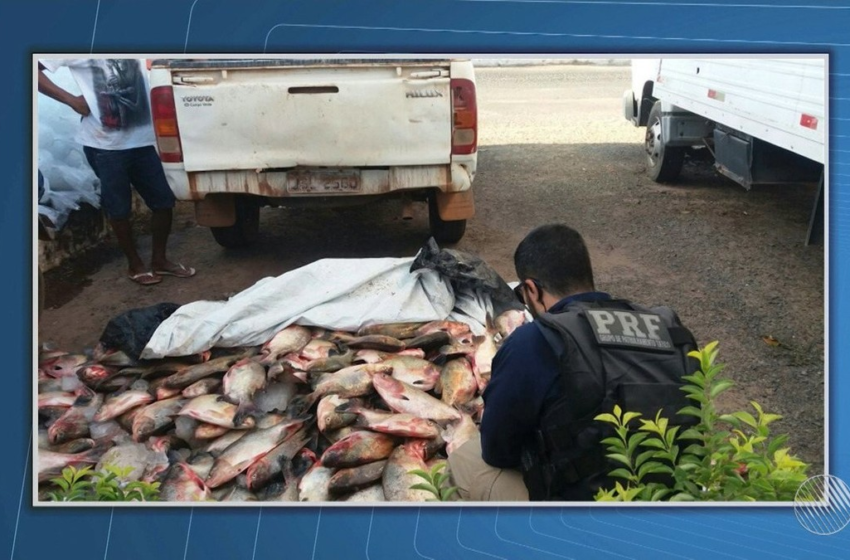  Carga de peixes transportada de forma irregular em carroceria de caminhonete é apreendida na Bahia