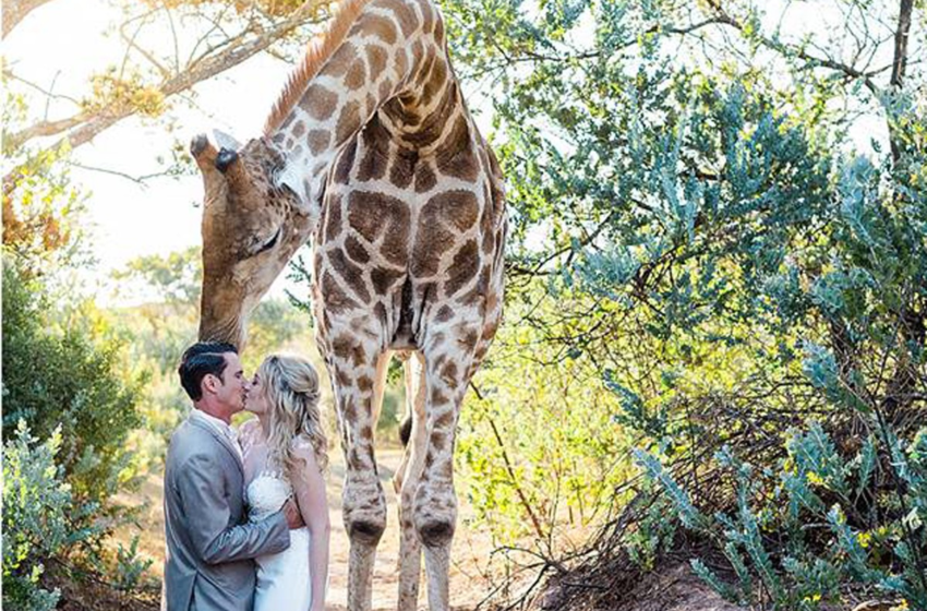  Girafa faz 'photobomb' em foto de casamento na África do Sul