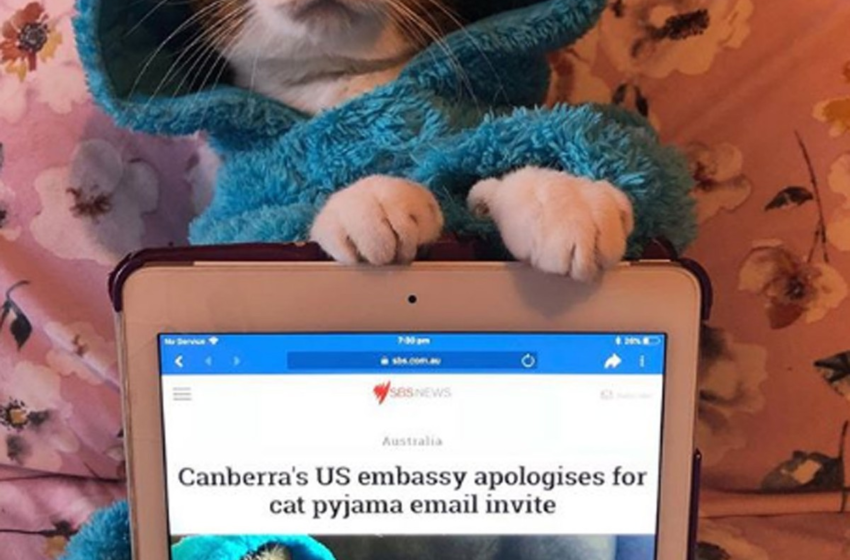  Embaixada dos EUA na Austrália envia e-mail com foto de gato fantasiado de Cookie Monster