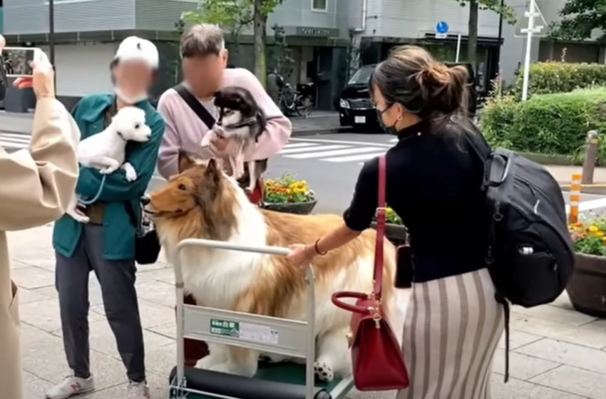  Japonês que gastou R$ 75 mil em fantasia de cachorro faz seu primeiro passeio na rua; veja