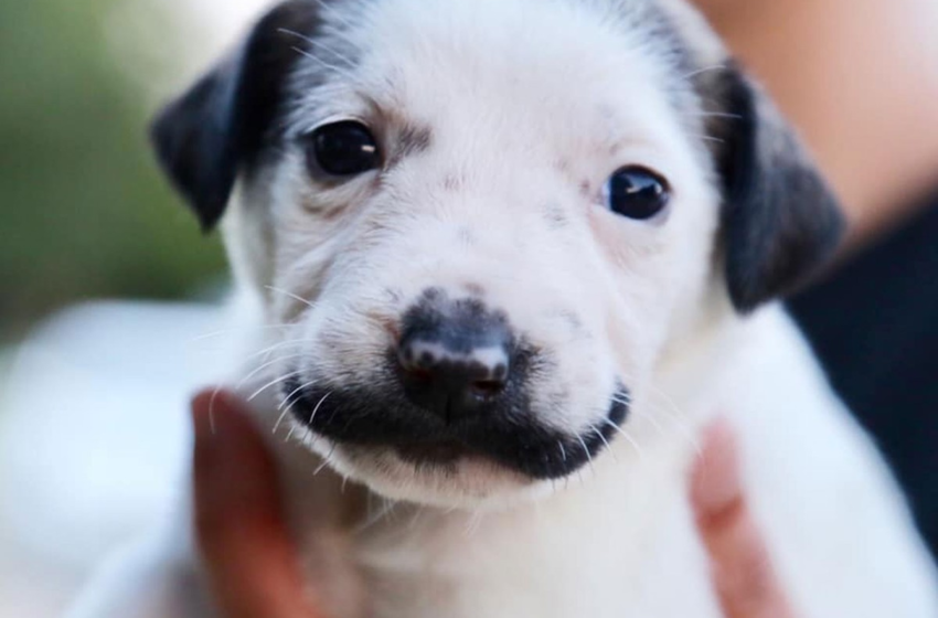  Cachorrinha 'sósia' de Salvador Dalí vira garota-propaganda de adoção