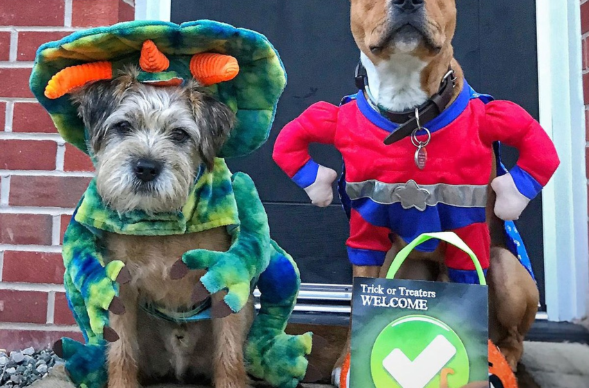  Cães policiais são fantasiados para festa de Halloween na Inglaterra