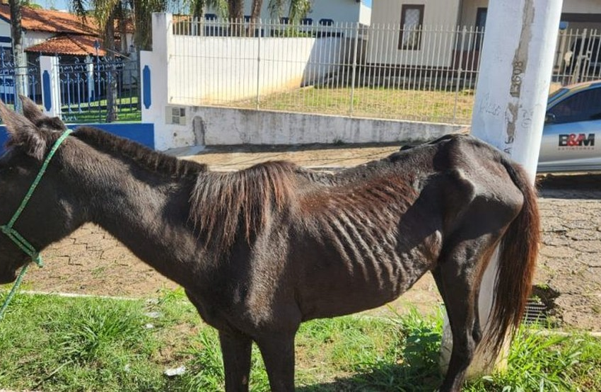  Prefeitura anuncia que animais de grande porte serão resgatados pela Secretaria de Agricultura em Itararé