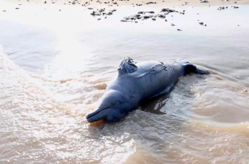  Clima extremo: seca severa causou morte de botos e transformou rio em lama no Amazonas; veja VÍDEO