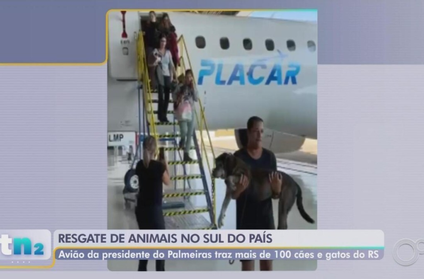  Avião da presidente do Palmeiras pousa no aeroporto de Sorocaba com animais resgatados das enchentes no RS