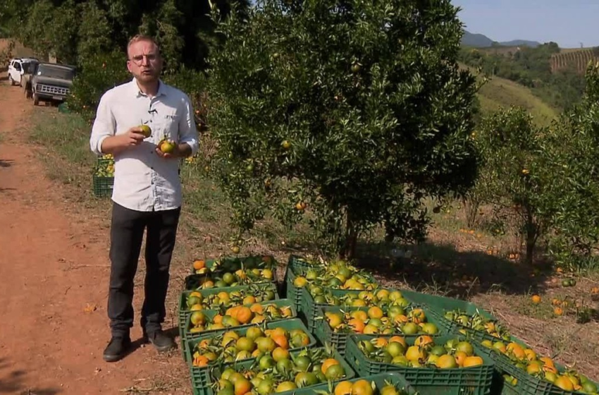  Safra de ponkan tem amadurecimento precoce em Cerro Azul e preocupa produtores