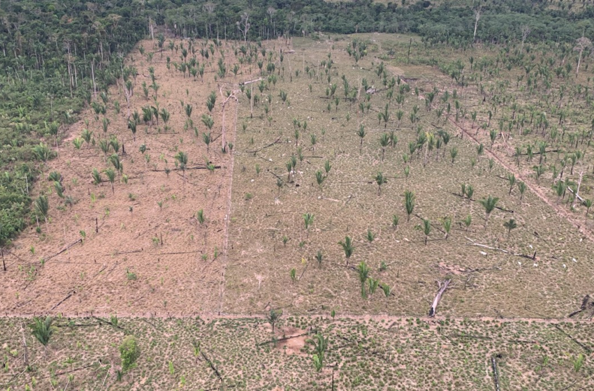  Fazendeiro é condenado por usar o Parque Estadual Guajará-Mirim como 'pasto' para gado por quase 10 anos