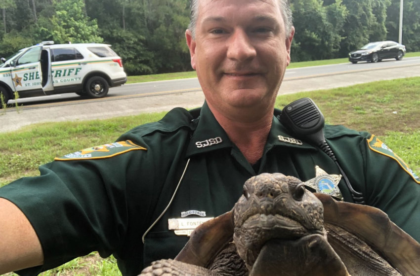  Tartaruga 'leva advertência' por atrapalhar trânsito em estrada nos EUA