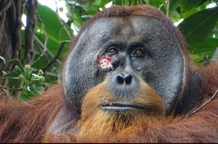  Orangotango selvagem é visto usando planta para curar ferida