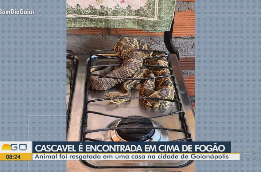  Morador que encontrou cascavel em cima de fogão ficou 'vigiando' cobra até a chegada dos bombeiros, diz bombeiro