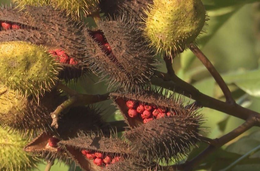  Maiores produtoras de urucum do Paraná, Cruzeiro do Sul e Paranacity começam colheita do fruto