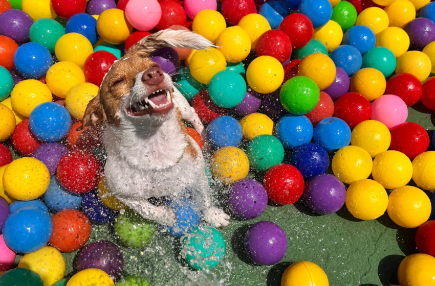  Bom pra cachorro: happy hour canino em BH tem caldo de osso, petisco e picolé para agradar pets